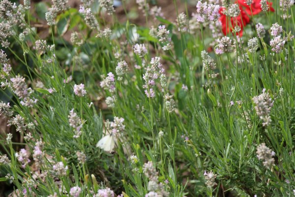 Excursion Imkerei Selzer, 