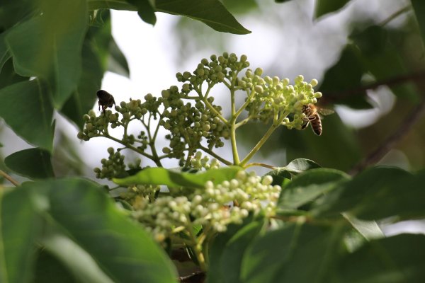 Exkursion Imkerei Selzer, 11.07.2015