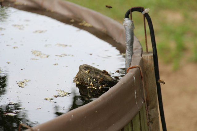 Exkursion Imkerei Selzer, 11.07.2015