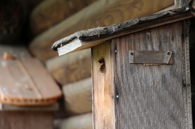 Excursion Imkerei Selzer, 