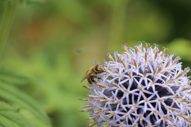 Excursion Imkerei Selzer, 