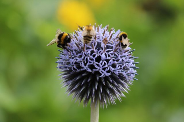 Exkursion Imkerei Selzer, 11.07.2015