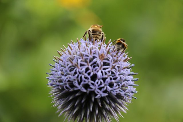 Exkursion Imkerei Selzer, 11.07.2015