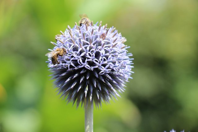 Excursion Imkerei Selzer, 