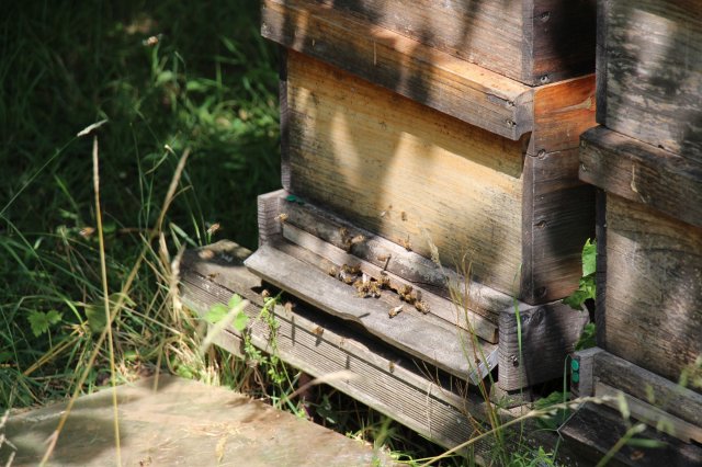 Exkursion Imkerei Selzer, 11.07.2015