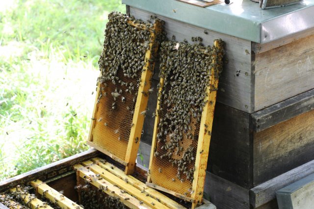 Excursion Imkerei Selzer, 