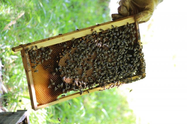 Exkursion Imkerei Selzer, 11.07.2015