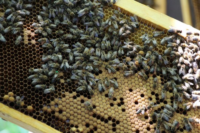 Excursion Imkerei Selzer, 