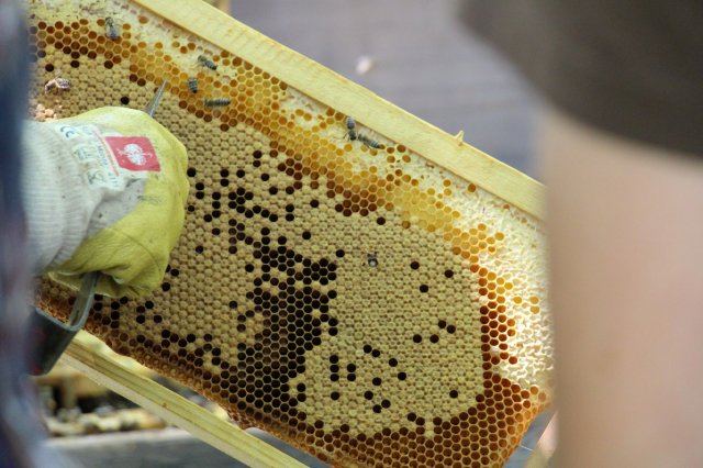 Excursion Imkerei Selzer, 