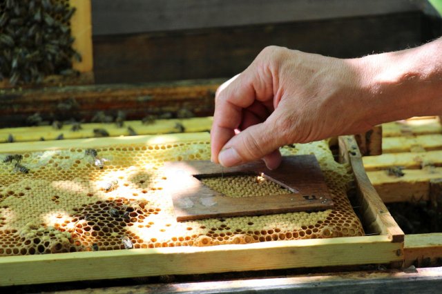 Excursion Imkerei Selzer, 