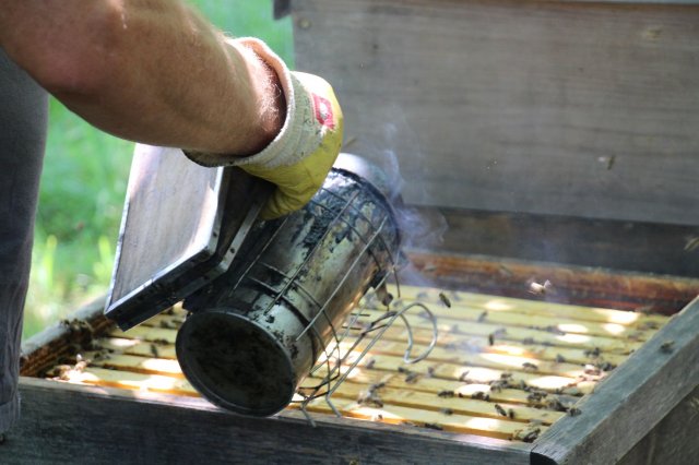 Exkursion Imkerei Selzer, 11.07.2015