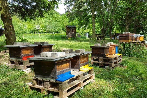 Neu-Imker Praktikum