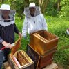 Neu-Imker Praktikum
