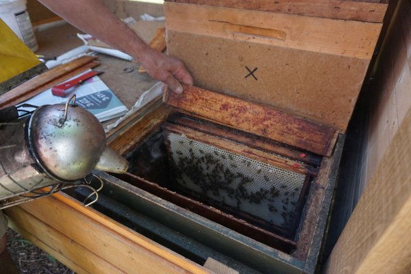 Vereinsausflug - Scheffehof