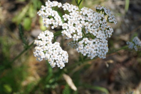 Vereinsausflug - Scheffehof