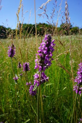 Vereinsausflug - Scheffehof